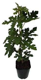 Feige Brown Turkey winterharte Fruchtfeige Feigenbaum Ficus carica 3 Liter Topf ca. 40-60 cm