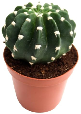 Echinopsis Denudatum Natural Cactus Mini Perfecto para el Hogar