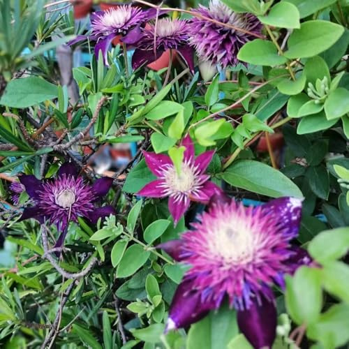 1 piezas Clemátide resistente - bulbos plantas colgantes, perennes resistentes, las plantas trepadoras son resistentes plantas resistentes decoración de flores de de jardín