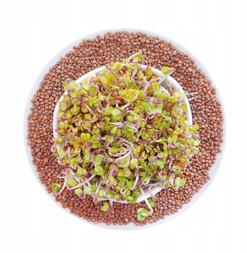 Winoszarnia Semillas de rábano rosa China 100 g – Semillas de germinación premium | sabor picante y picante | Ideal para brotes, microverdes y ensaladas, alta capacidad de germinación, paquete XXL