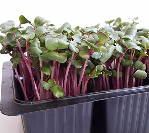 Portale Cool Micro-Green: Semi Insalata di Radicchio da Ucraina