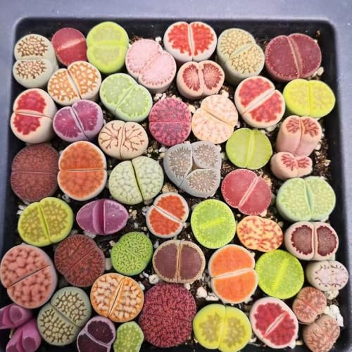 semillas suculentas interior de fácil cuidado suculento de plantas planta de maceta perenne resistente macetas plantas en macetas inusual plantas perennes terraza 100pcs