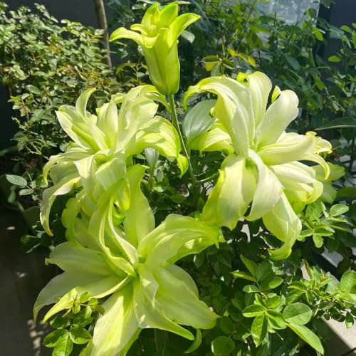 Bulbi di giglio resistenti, giardino balconi decorativi rare 5pcs