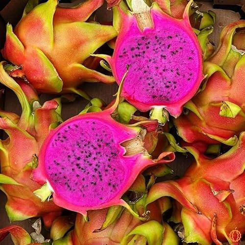 50 Graines FRUIT DU DRAGON - Pitaya Rouge Sanguin - Hylocereus costaricensis - Fruit Fleur Jardin - 291