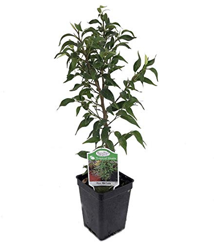 Germination Du Semi-Mini Figuier Pleureur Lucie Bonsaï Ou Casa Graines En Pot