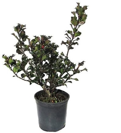 Acebo Natural árbol Conocido como Falso Muerdago por su Gran Apariencia