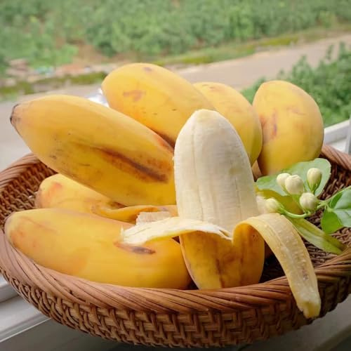 semillas de plátano semillas de resistentes para jardines rocas decoración bonsái interior cama elevada jardín espaldera 40pcs