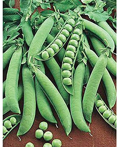 Pea Seed: Sugar Daddy pisello seme semi Fresh! (250 + semi)