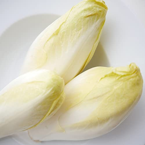 Chicory Brussels Witloof Seeds - 'Cichorium intybus' - 4000 Seeds