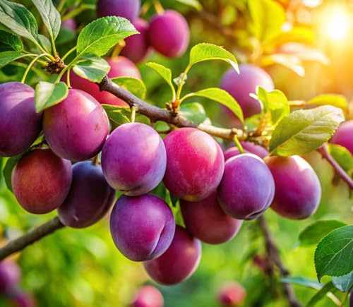 2 Sweet American Plum Tree Seedlings for Planting – Well-Rooted 1-Year-Old Trees (2), Easy-to-Grow Fruit Trees for Home Gardens, Backyard Orchards, and Fresh Plum Harvests