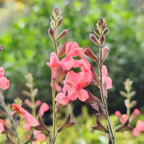 salvia comprare semi, resistenti per il giardino di salvia autunnali resistenti, selvatiche, giardino 100pcs