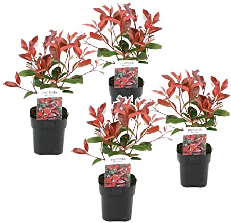 Plant in a Box - Photinia fraseri 'Rotkehlchen' - Glanzmispel Pflanze - 4er Set - Rote Blätter - Topf 17cm - Höhe 30-40cm