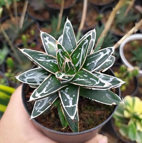 Agave Regina Vittoria Agave Victoriae-reginae pianta grassa succulenta in vaso ø10 cm Vivaio di Castelletto