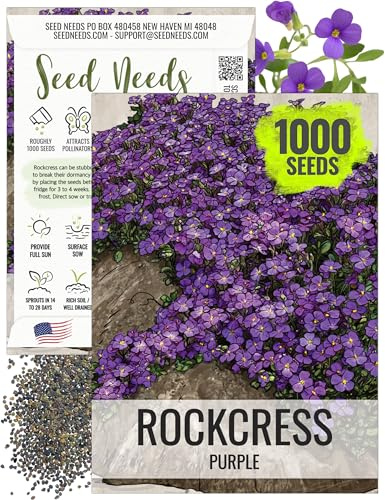 Seed Needs Purple Rockcress Seeds for Planting - Heirloom & Open Pollinated Perennial Flower Great for Rock Gardens, Groundcover, Attracts Pollinators (1 Pack)