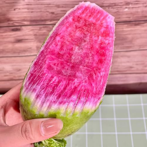 semillas de rábano orgánico - rábano - variedades antiguas de resistentes para el jardín 500pcs