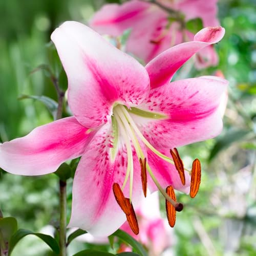 Bulbos de Lilium ORIENTAL-TRUMPET (LIRIOS GIGANTES) | Bulbos de los mejores productores holandeses | Selección y control | Floración garantizada. (1 bulbo de Lilium OT 'Anastasia')