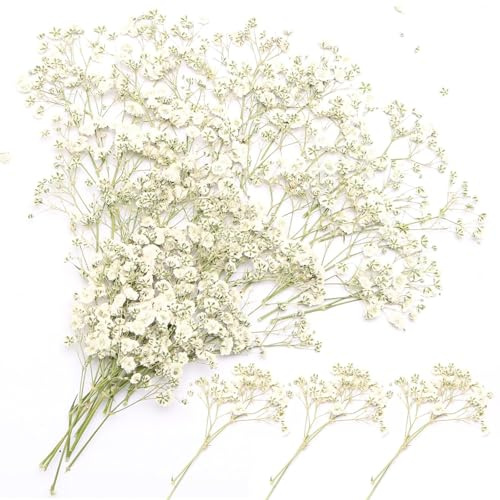 poraceous 100 stycken Torkade Gypsophila, Vita Naturliga Dekorativa Torkade Blommor Små Dekorativa Torkade, 15 cm Gypsophila Blommor, Mini Vita Gypsophilas Torkade, Små Pressade Blommor för DIY