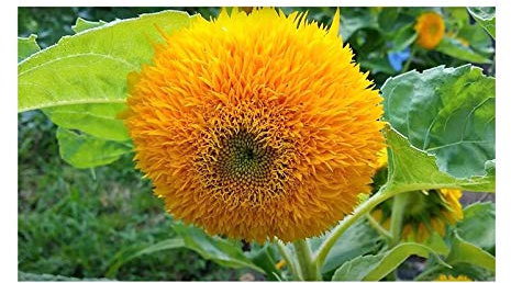 Pezzi - 20x Sunflower Teddy Bear Girasoli Piante - Seme B319 - Seeds & Plants Shop by Ipsa