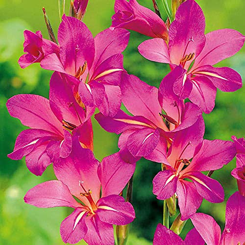 Gladiolus Communis Subsp Byzantinus Garden Plant Hardy Bulb Flowering Garden Plants Easy to Grow Your Own 20x Bulbs by Thompson and Morgan