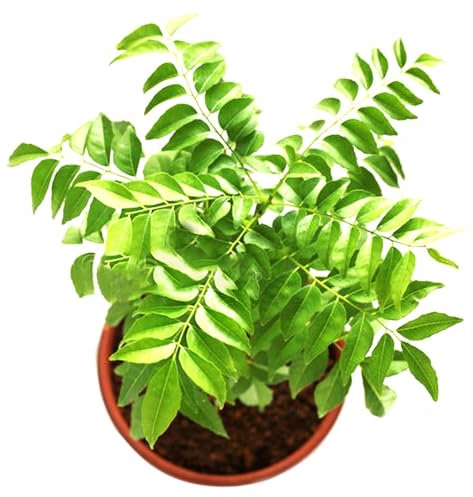 kiskick 100 Unids/bolsa Semillas de Curry Productivas Plantas de Hojas Fáciles de Cultivar Semillas de Alimentos de Flovor de Especias Indias para Semillas de Jardín para plantar verduras y frutas