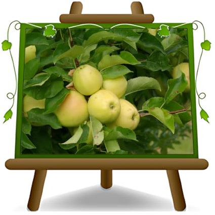 pommier Golden Delicious Val di Non Plante fruitière vieux sur un pot de 26 - max 200 cm - 4 ans