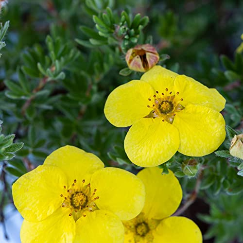 Vivai le Georgiche - Pianta vera di Potentilla fruticosa Kobold Cinquefoglia arbustiva 'Kobold' - vaso Ø 18 cm