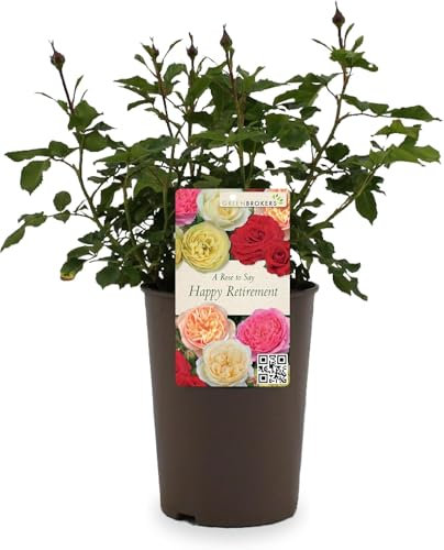 Beautiful Peach Orange Gift Rose - to Say Happy Retirement - Gift Wrap Included | Modern Garden Hybrid Bush Rose - 3L Potted Floral Flowers
