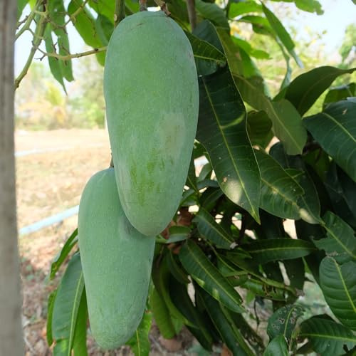 Semi di mango,semi di mango resistenti,facile da piantare coltivazione di semi,decorazione di giardini esterni da frutto colonnari 20pcs