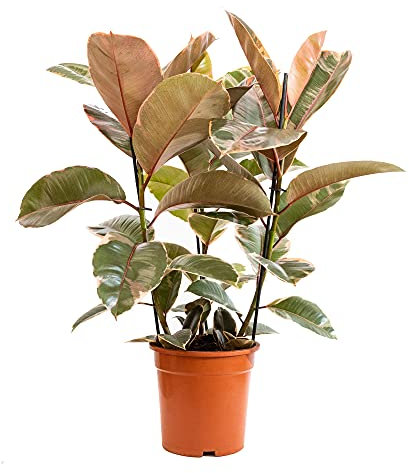 Bonplants Ficus Elastica, Elegante Pianta Vera, Fico del Caucciù, Vaso 21 cm (Belize Vaso da Vivaio)