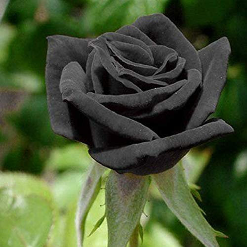 AchidistviQ 20pcs Graines De Rose Noire Plantes De Jardin Rustiques Vivaces Rares Fleurs De Rose Plante D'extérieur Fleurs Parfumées Noir