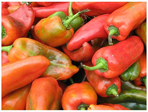 PREMIER SEEDS DIRECT - SWEET PEPPER - AJI DULCE 60 SEEDS