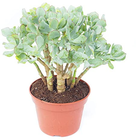 Crassula Arborescens Planta Natural de Fácil Cuidado