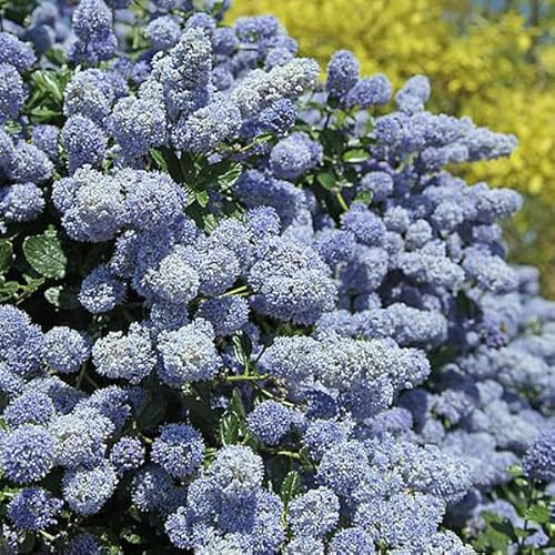 Amerikansk lila - Ceanothus 'Gloire de Versailles' - Kruka - Blåblommande Prydnadsbuske