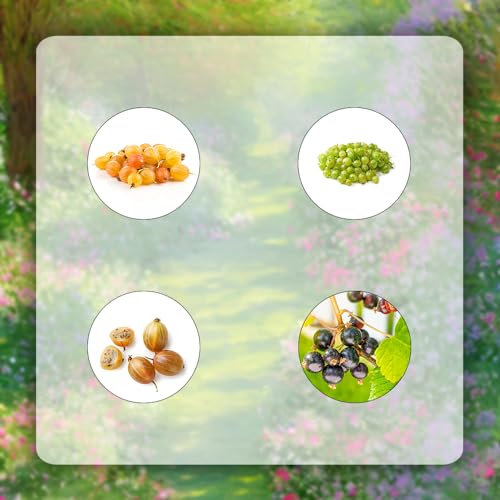 10 pcs stachelbeeren pflanzen winterhart samen obstbaum dekopflanzen stachelbeere,Ribes uva crispa säulenobst obst frisch geschenke für gartenliebhaber säulenobstbäume dankeschön