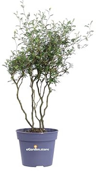 Pianta di Sophora Prostrata Little Baby o Sofora Nana pianta ornamentale da esterno arbusto basso fiore giallo vero venduto da eGarden.store