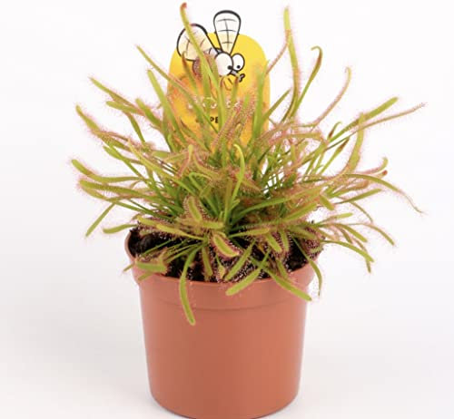 Sundew - Drosera capensis - Cape Sundew, Carniverous Plant - Hardy Perennial in 9cm Pot