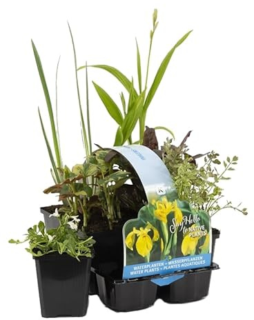 Bloomique - Set de 6 - Plantas de estanque autóctonas - Zonas 1-2-3 - Acuáticas - Resistente al frío - Altura 15-25 cm - Maceta 9 cm