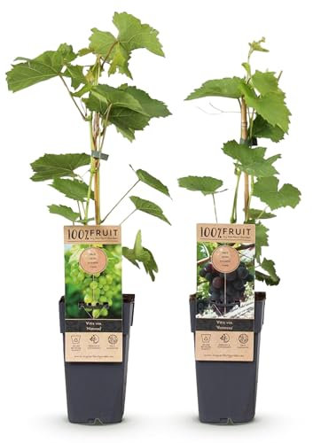 GreenboutiQ - Plante à fruits - Raisin Violet & Blanc - Vitis vinifera Vanessa & Himrod - Sans pépins - 2 plantes - Pot de 15cm Hauteur 50cm
