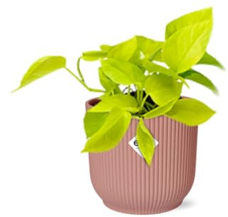 Epipremnum Pinnatum 'Golden Pothos' en Vibes Fold Pink - 20cm - Ø14cm - Plante d'intérieur - Vert persistant