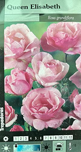 Garden Center Shop | Rosal Trepador Queen Elizabeth 180 cm Rosa | Planta Ornamental | Floración Abundante y Color Rosa | Ideal Jardín, Pérgola y Setos | flor gorda