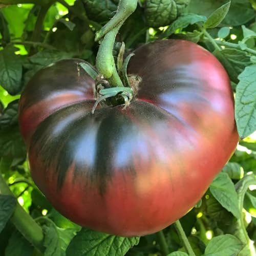 Lila Tomatensamen Mar Azul – Erbstück-Beefsteak-Tomaten-Pflanzensamen