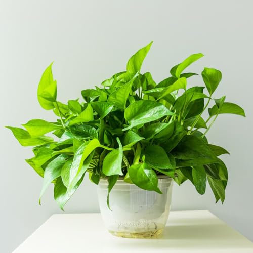 200 pcs efeutute hängend samen - Epipremnum aureum - herbstblumen, samen zimmerpflanzen efeutute aquarium balkonpflanzen, alte sorten saatgut geschenk garten, samen balkon kletterpflanzen,