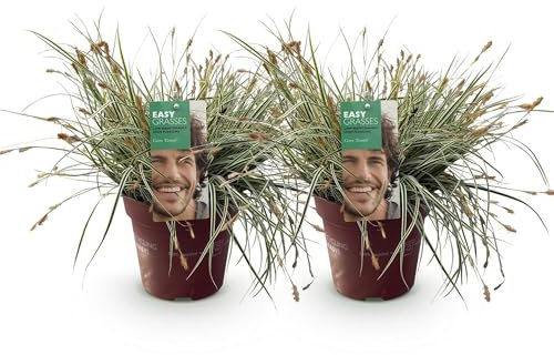 Green boutiQ - Graminées ornementales - Carex oshimensis Everest - Blanc et Vert - 2 Plantes - Persistant - Peu d'Entretien - Pot 17cm Hauteur 50cm