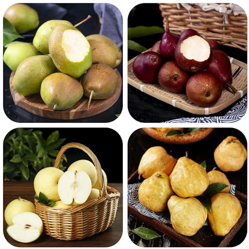 semillas resistentes del peral - balcon variedades antiguas perennes 250pcs