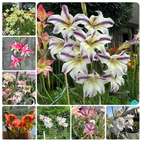 gladiolenzwiebeln winterhart mehrjährig - outdoor stauden für pralle sonne balkon 10pcs