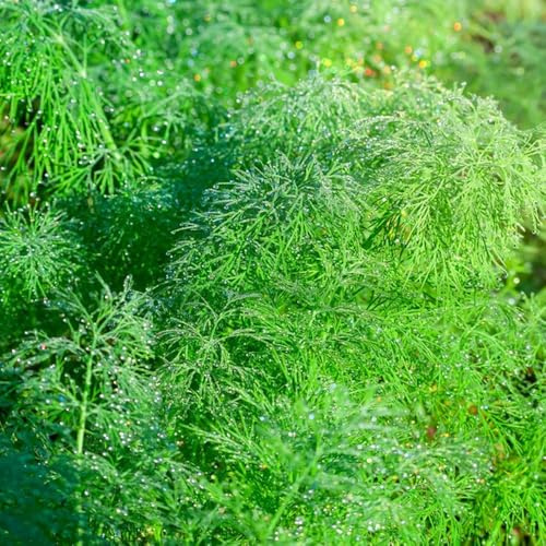 Semi di aneto biologici balcone rialzato resistenti in vaso da serra giardino da appartamento esotiche giardino roccioso biologiche 500pcs