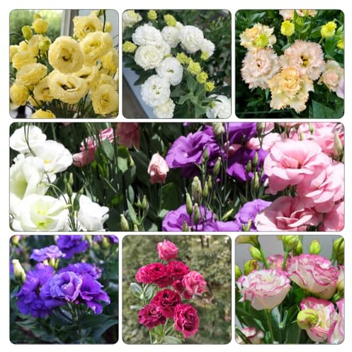 lisianthus - semillas de mariposas interior exóticas semillas silvestres Reverdecimiento tejados, 60pcs