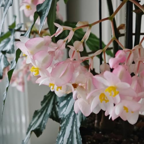 begoniensamen, winterhart balkon garten 600pcs