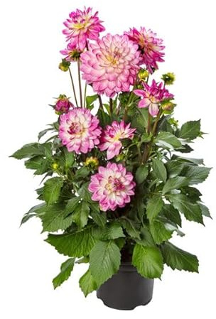 Dalia - Planta Primavera de Exterior - Planta Natural Ideal para Principiantes