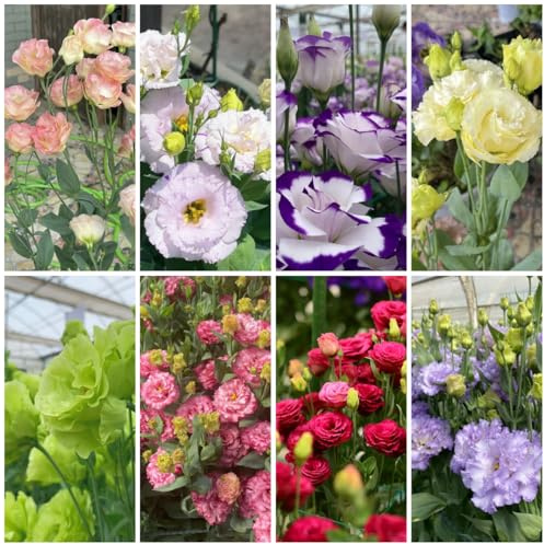 lisianthus semillas resistentes de perennes resistentes, lisianthus de jardín, interior 125pcs